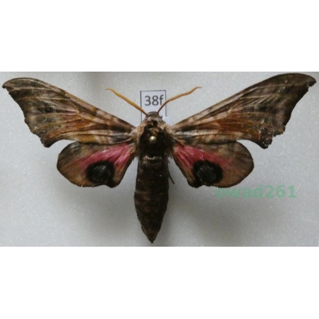 Smerinthus ocellata (Linnaeus, 1758) Poland38f